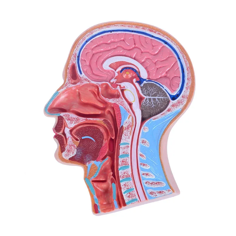 Медицинская наука Высококачественная анатомическая модель головы человека